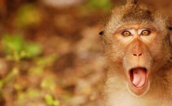 Китайские ученые создали нейроморфный суперкомпьютер, имитирующий мозг примата