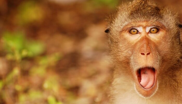 Китайские ученые создали нейроморфный суперкомпьютер, имитирующий мозг примата